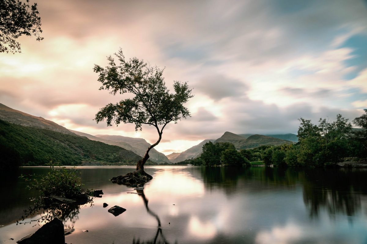 Welsh countryside, tree on the lake